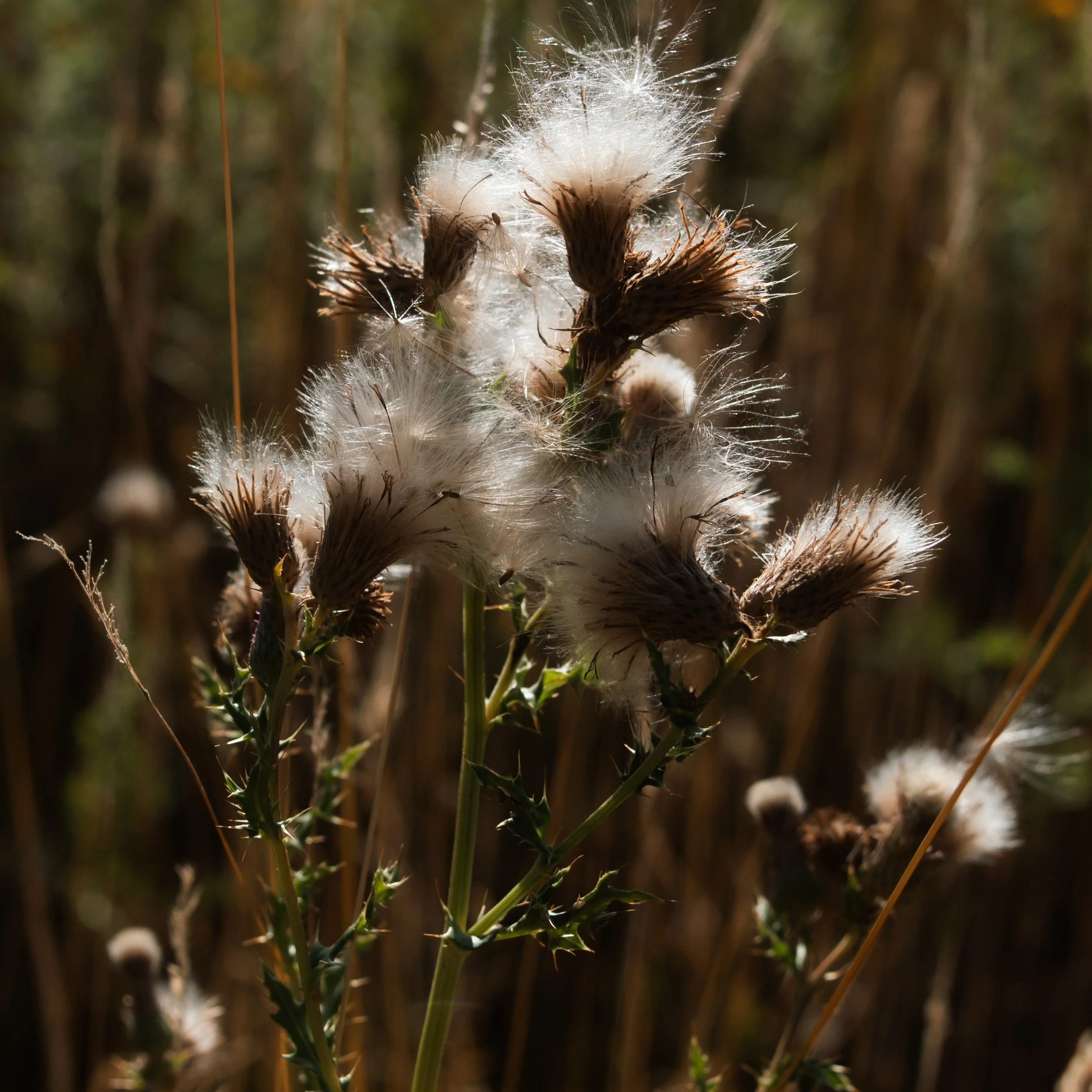 Close-up of fluffy dandelion seed heads on a plant with a blurred natural background.