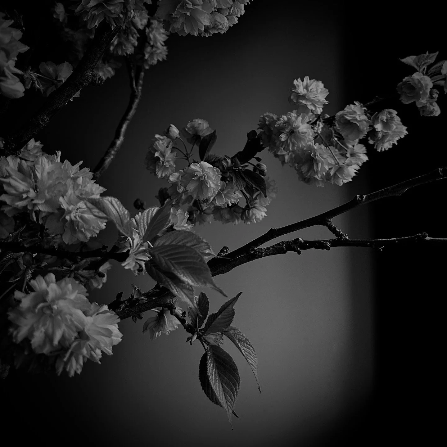 Nature inspired materials