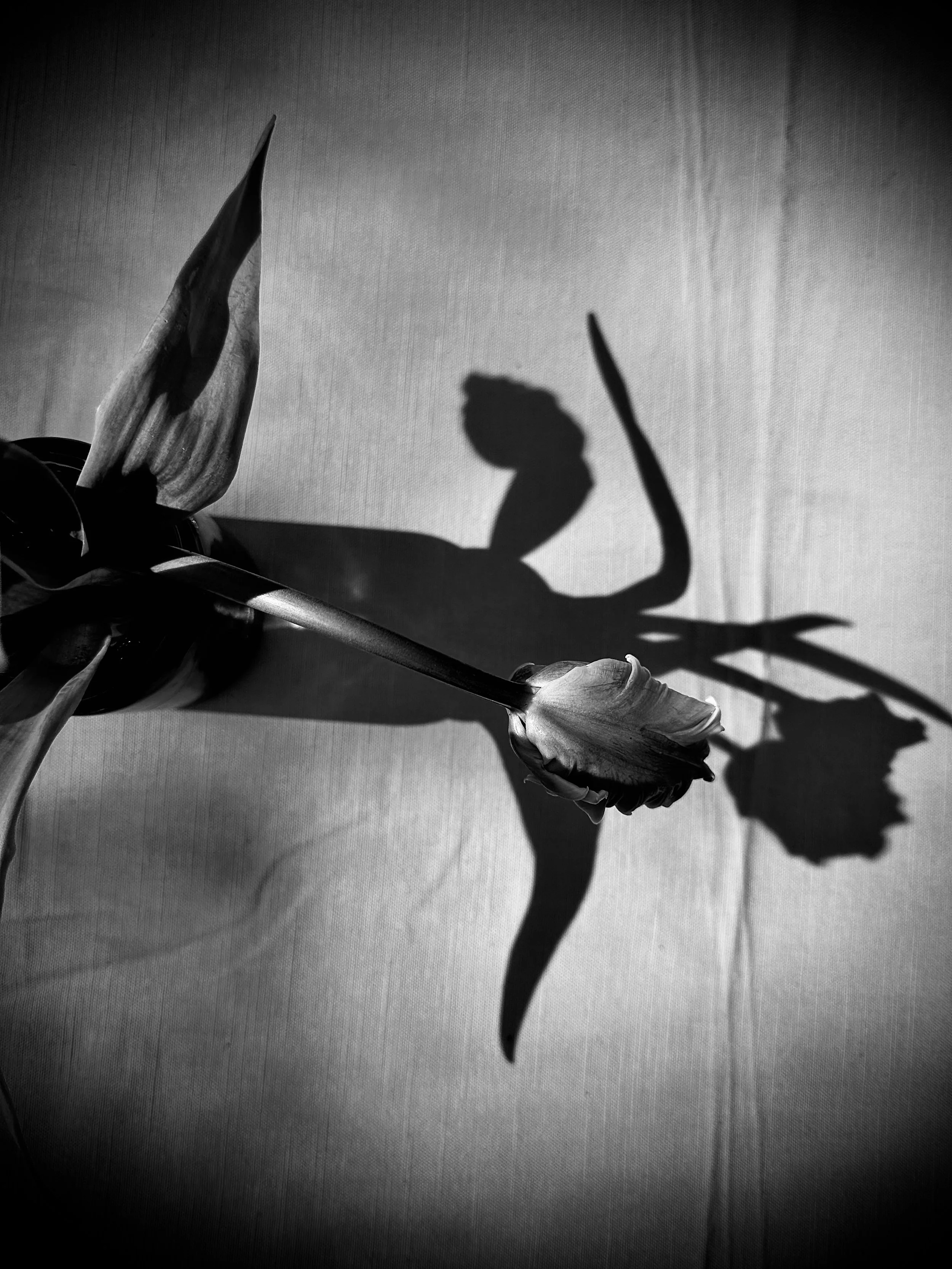 Tulip graphic photoshoot shadows