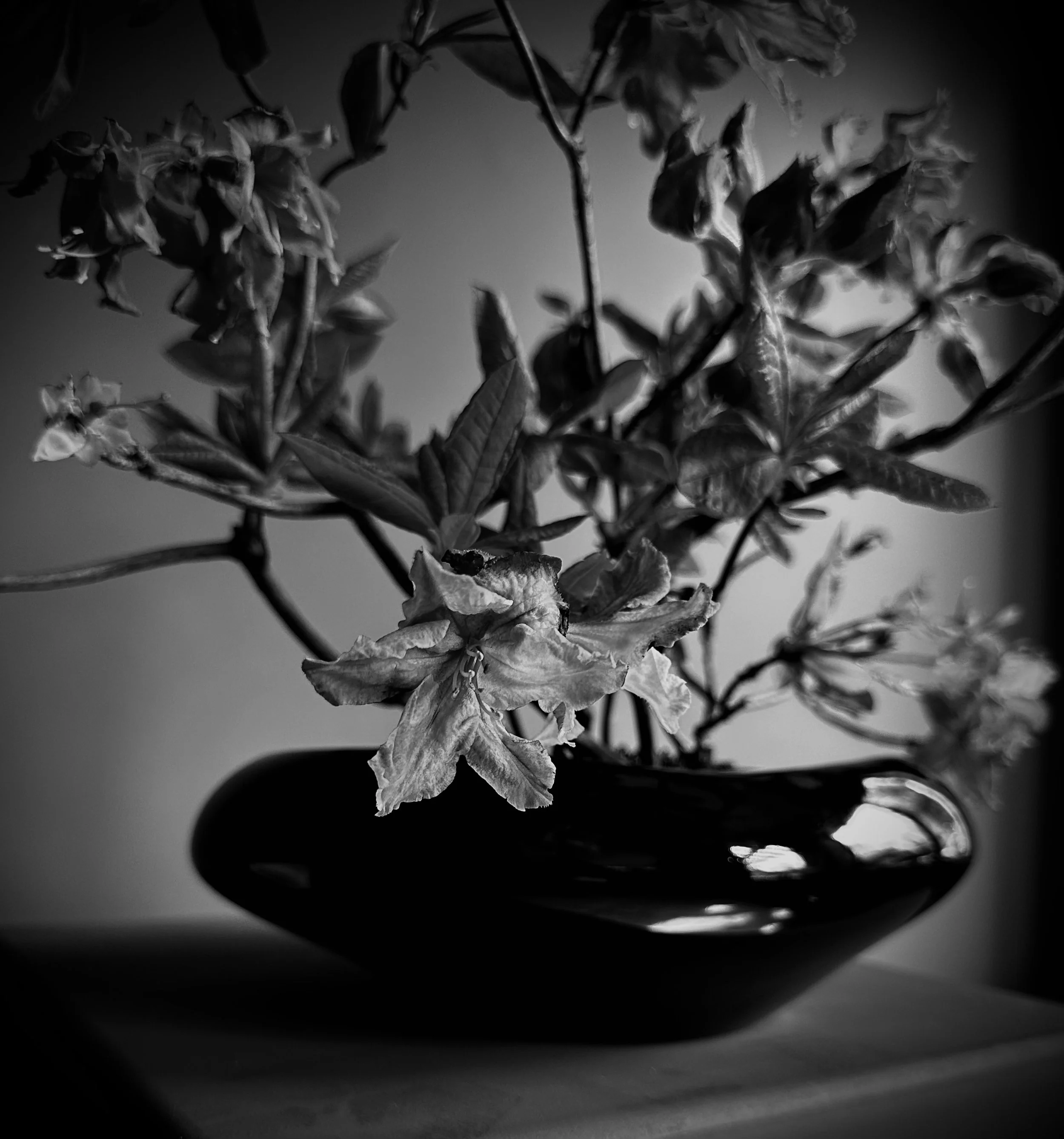 Graphic botanical seasonal design