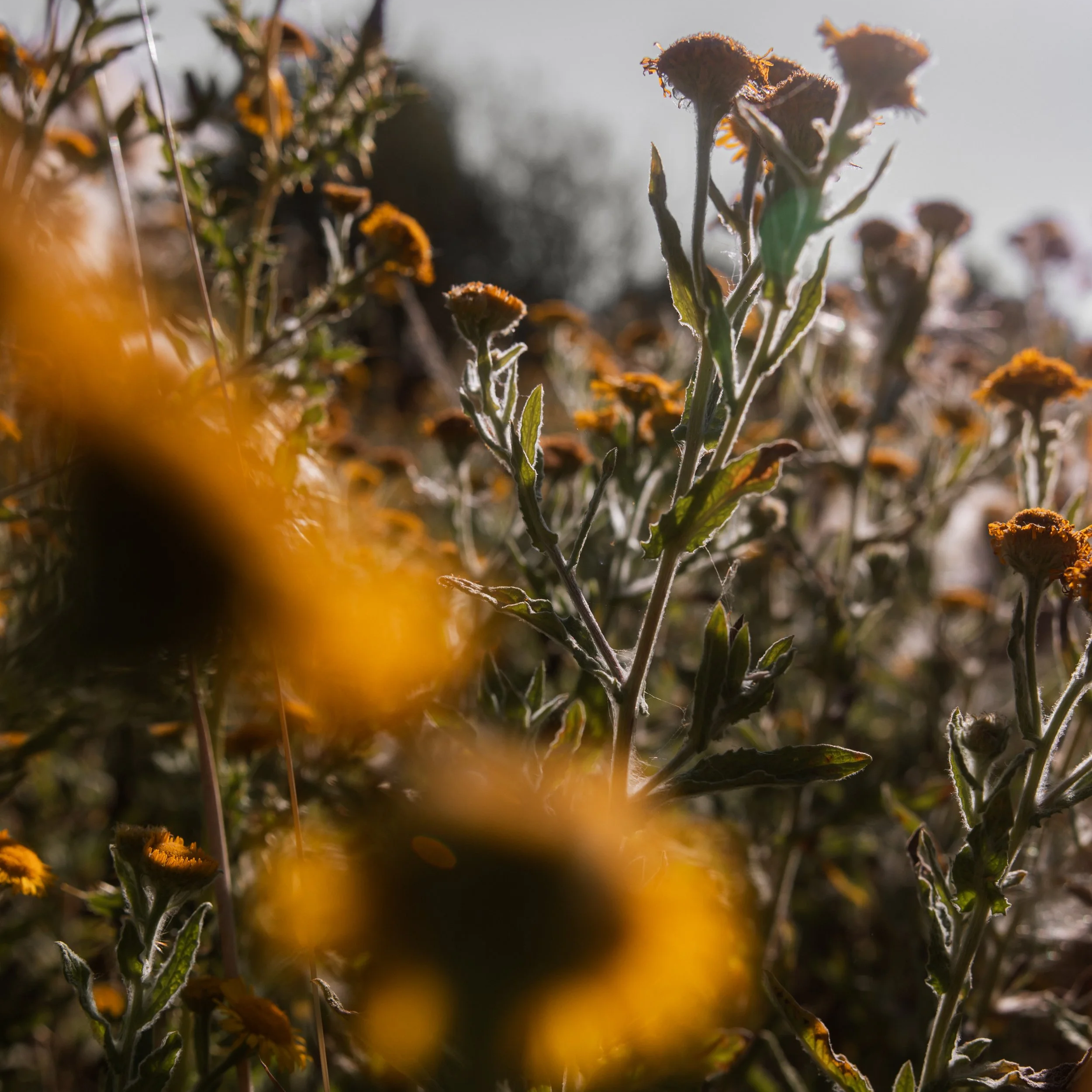 Close-up of tall dry plants with yellow flowers, sunlight shining from behind, blurry background.