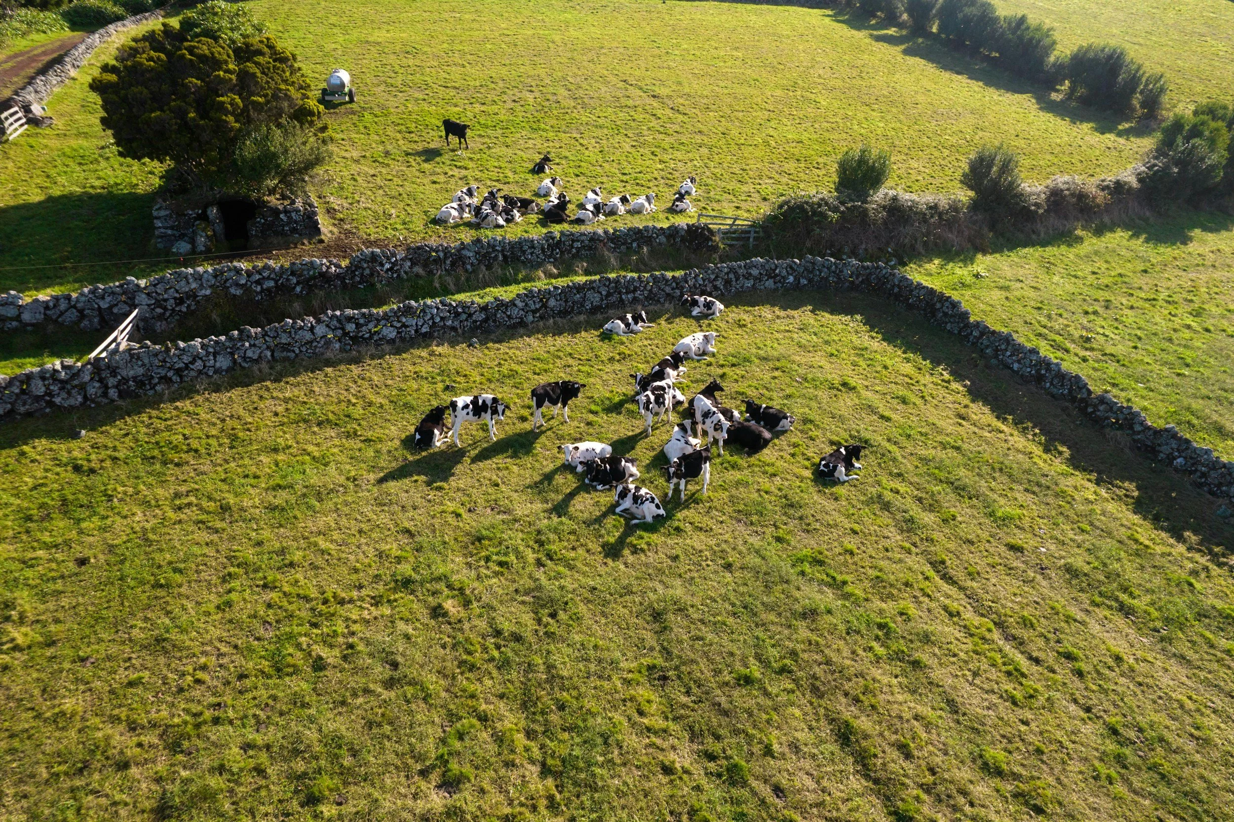 Aerial view of a green pasture with black and white cows and calves, surrounded by stone walls and trees.