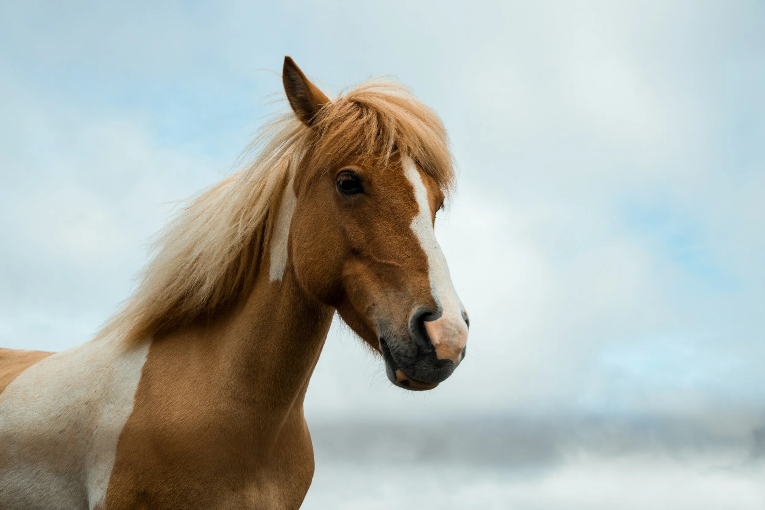 A chestnut and white horse with a flowing blonde mane standing outdoors against a cloudy sky.