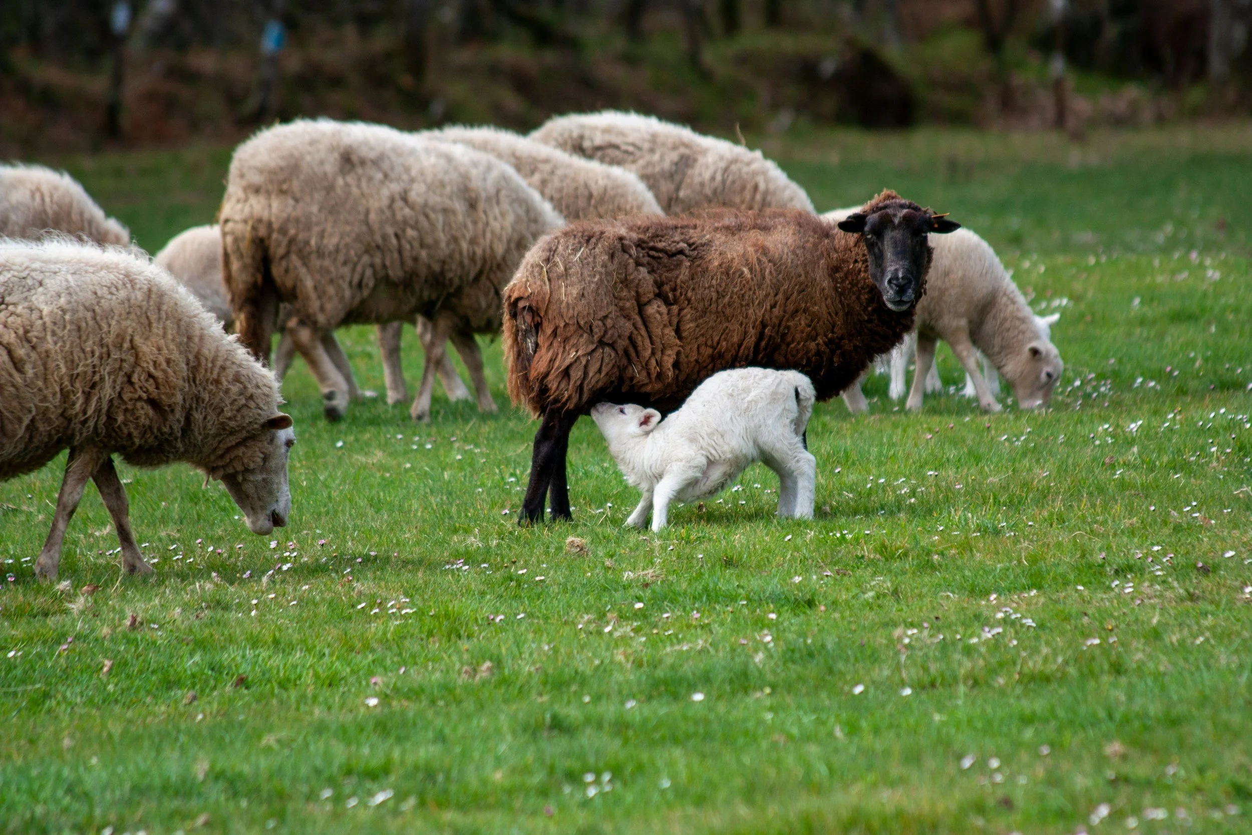 A black sheep with a white lamb under it, surrounded by white sheep grazing on green grass in a field.