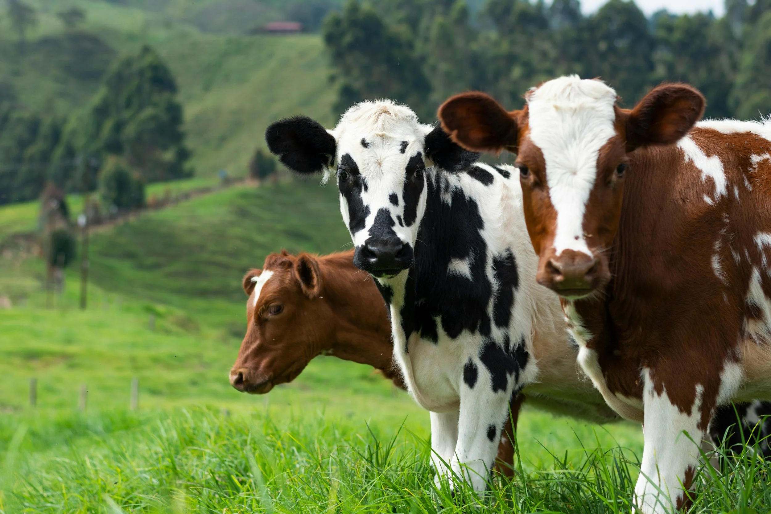 Group of cows standing on a grassy field with rolling hills and trees in the background.