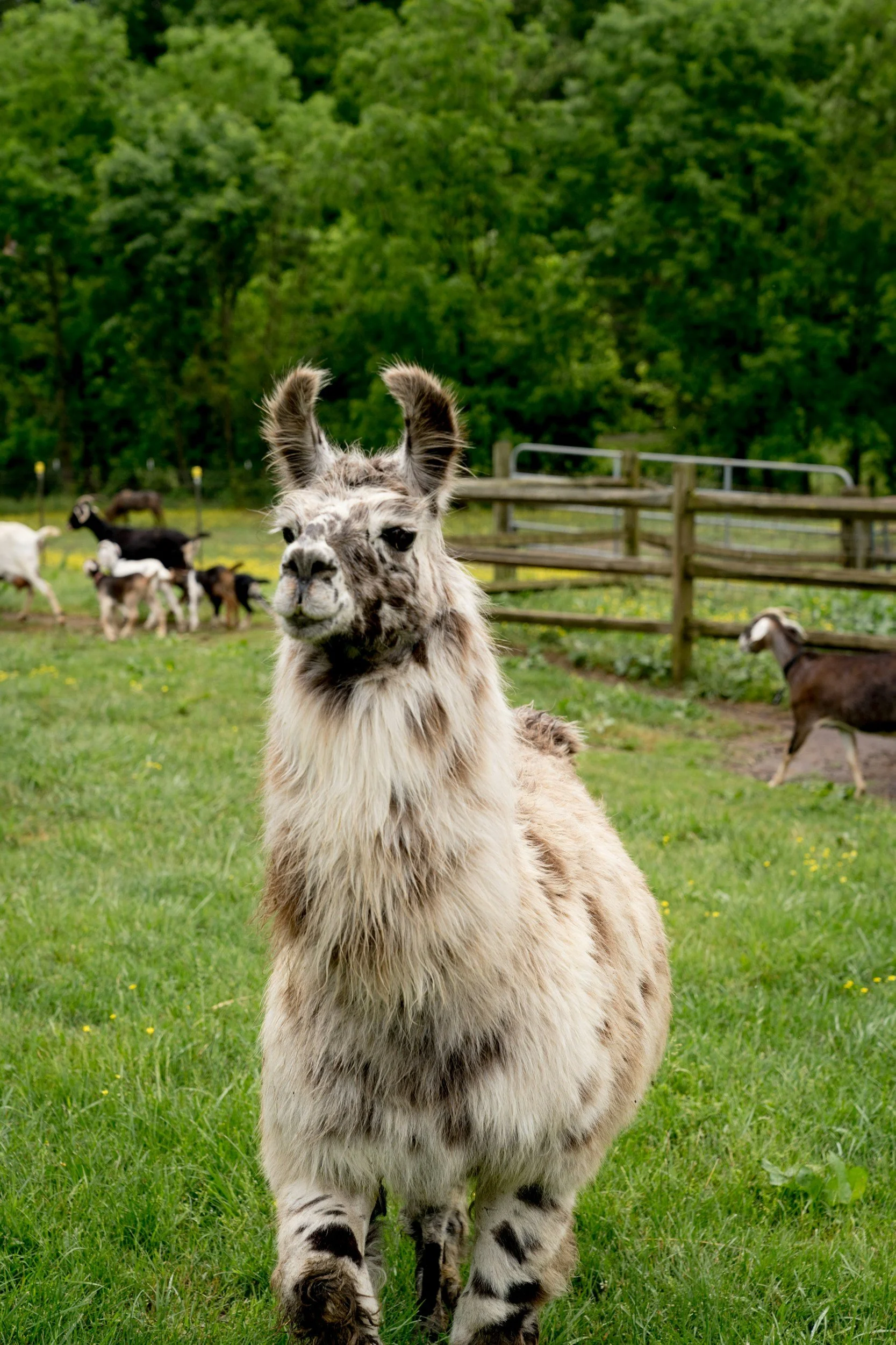 A llama standing on green grass with trees and a wooden fence in the background, looking at the camera.