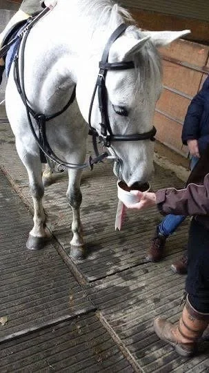 A white horse in a stable, wearing a bridle, is sniffing or licking a person's hand.