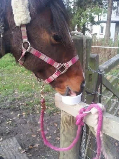 Brown horse with a pink plaid halter eating from a white bowl on a wooden fence post, with a pink lead rope attached, outside in a fenced area.