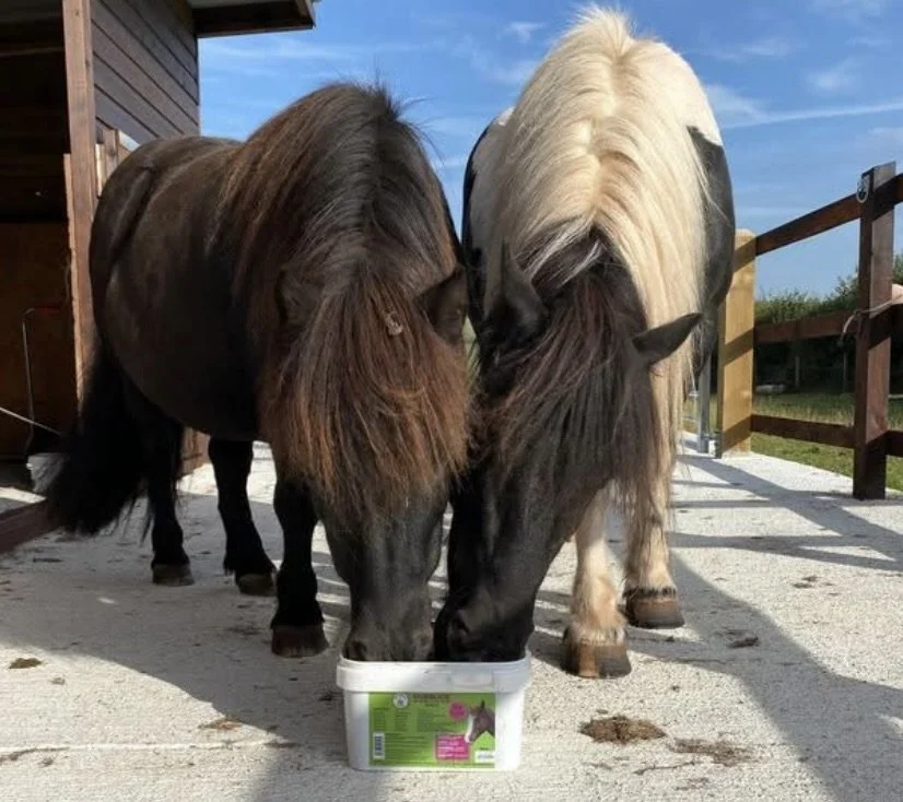 Two ponies, one brown and one white with dark mane, sharing a bucket of hay outside on a sunny day.