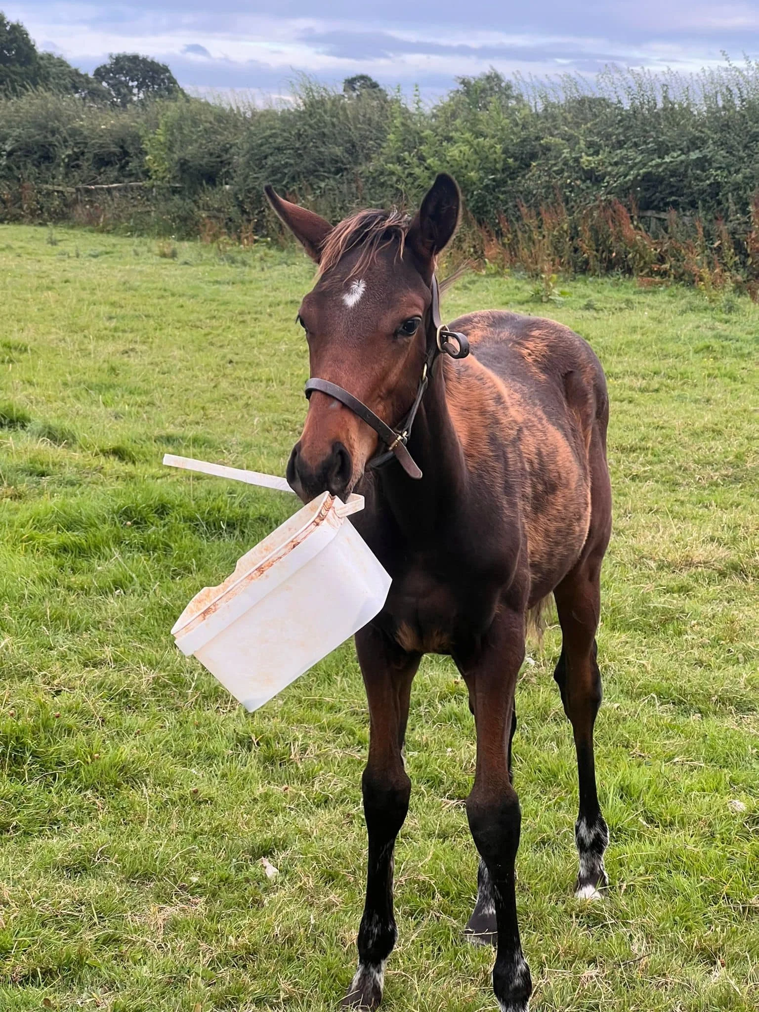 A brown foal with a white star-shaped mark on its forehead, standing on green grass in a field, holding a white bucket with a sippy straw in its mouth.
