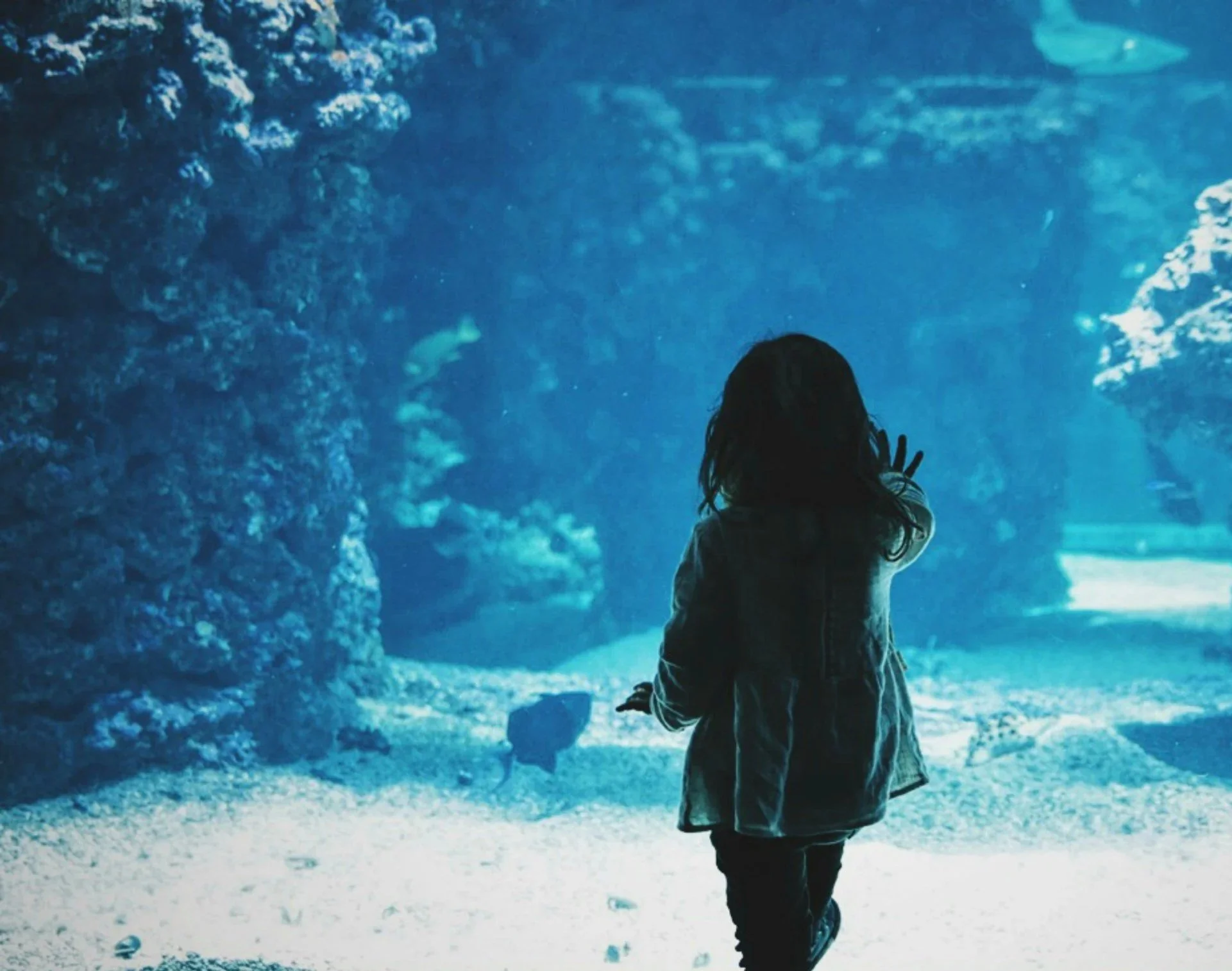 Public Relations Strategy - New Aquarium Announcement (Mote Marine Laboratory & Aquarium)