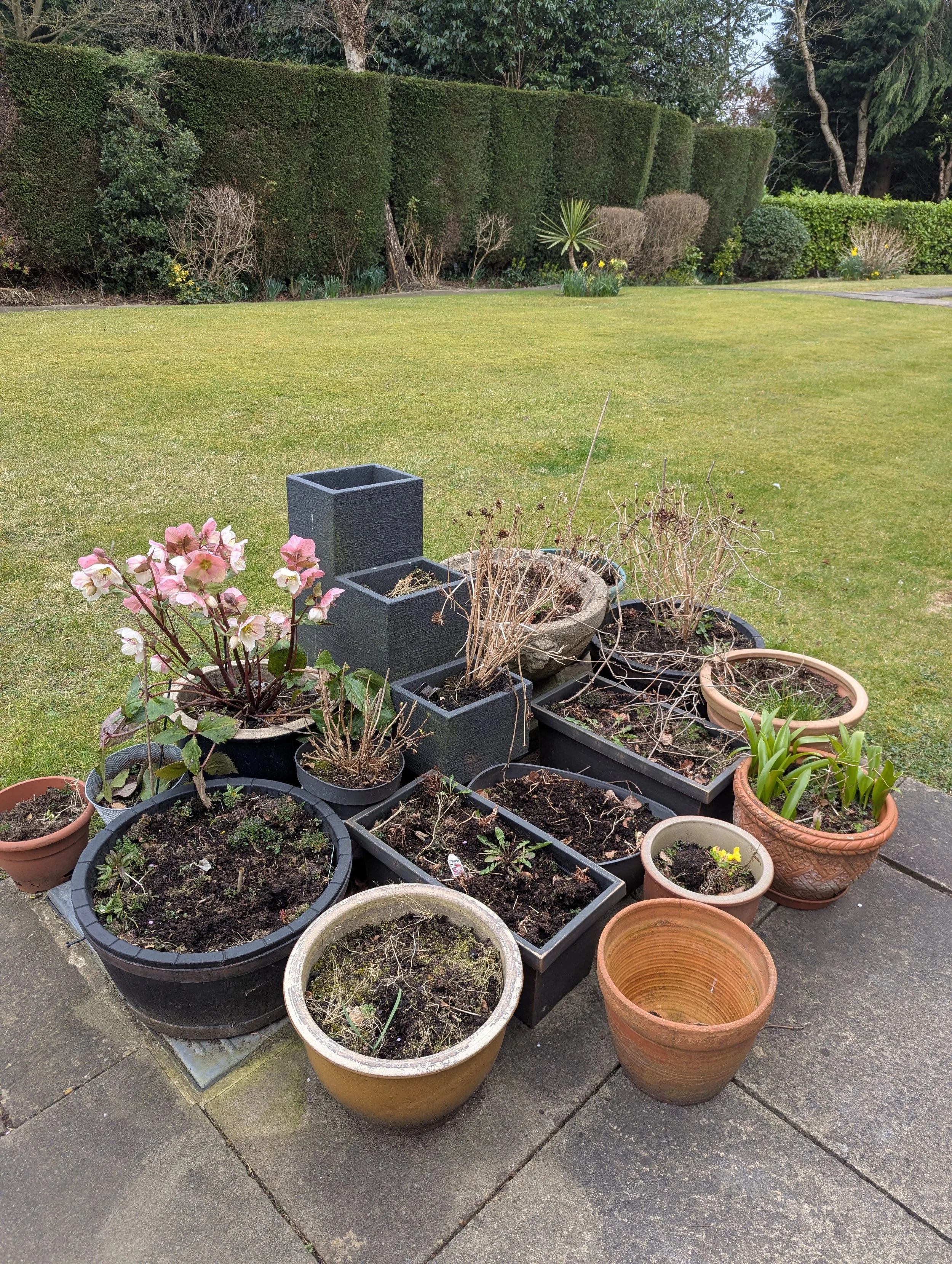 Garden design and planting by Harrogate Gardener