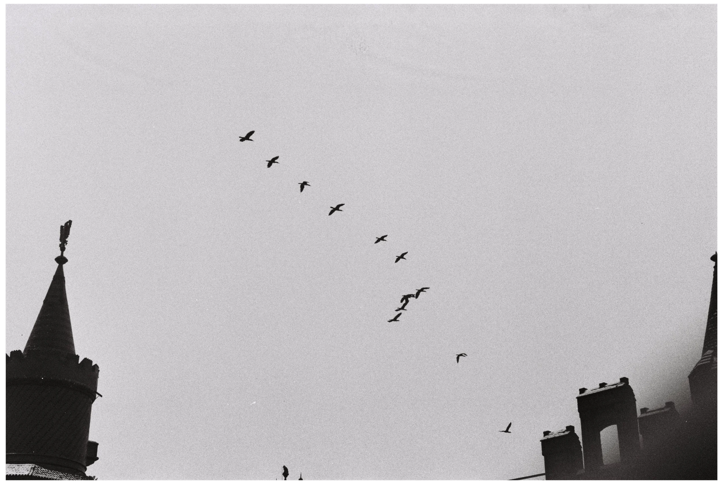 Flying Birds |  Berlin  2026