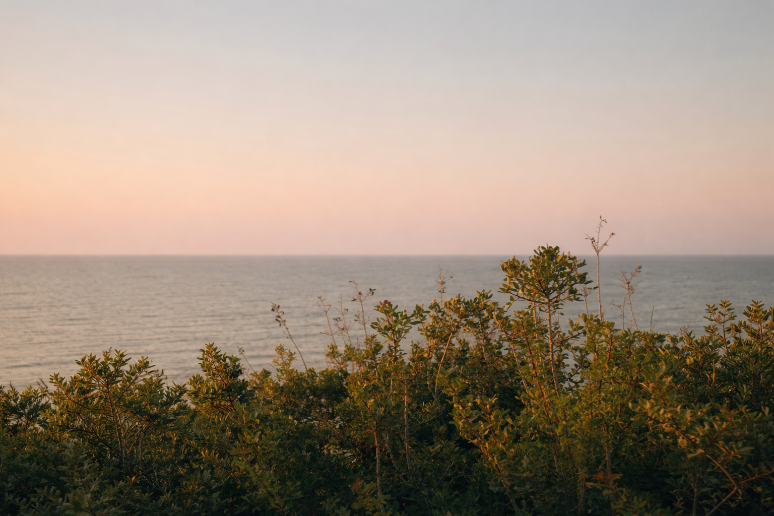 Vue d'une mer à l'horizon avec un ciel dégagé et des buissons verts au premier plan.