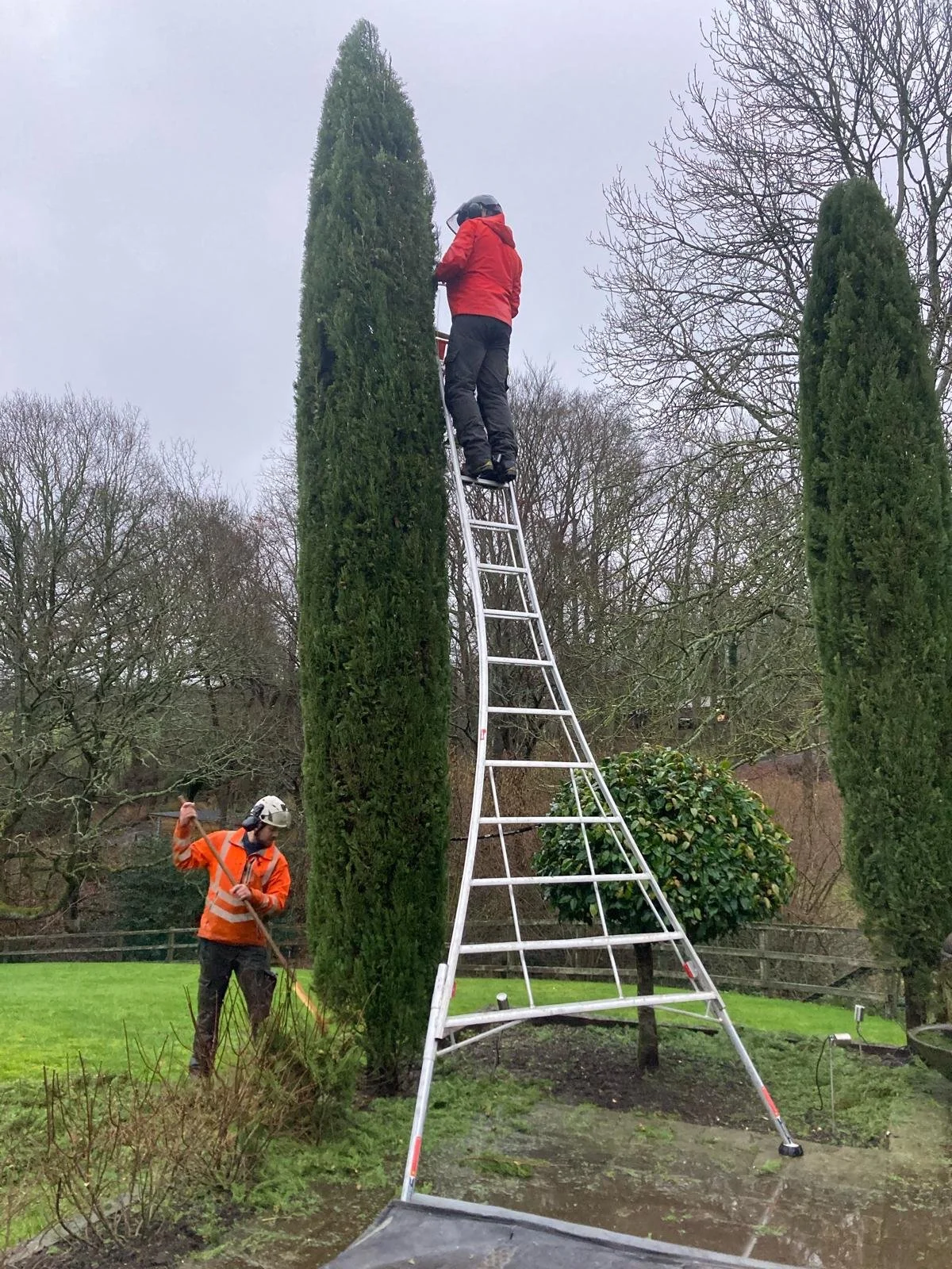 Two workers are trimming tall, narrow evergreen trees in a garden. One worker is on an extension ladder cutting the top of a tree, while the other is on the ground using a rake.