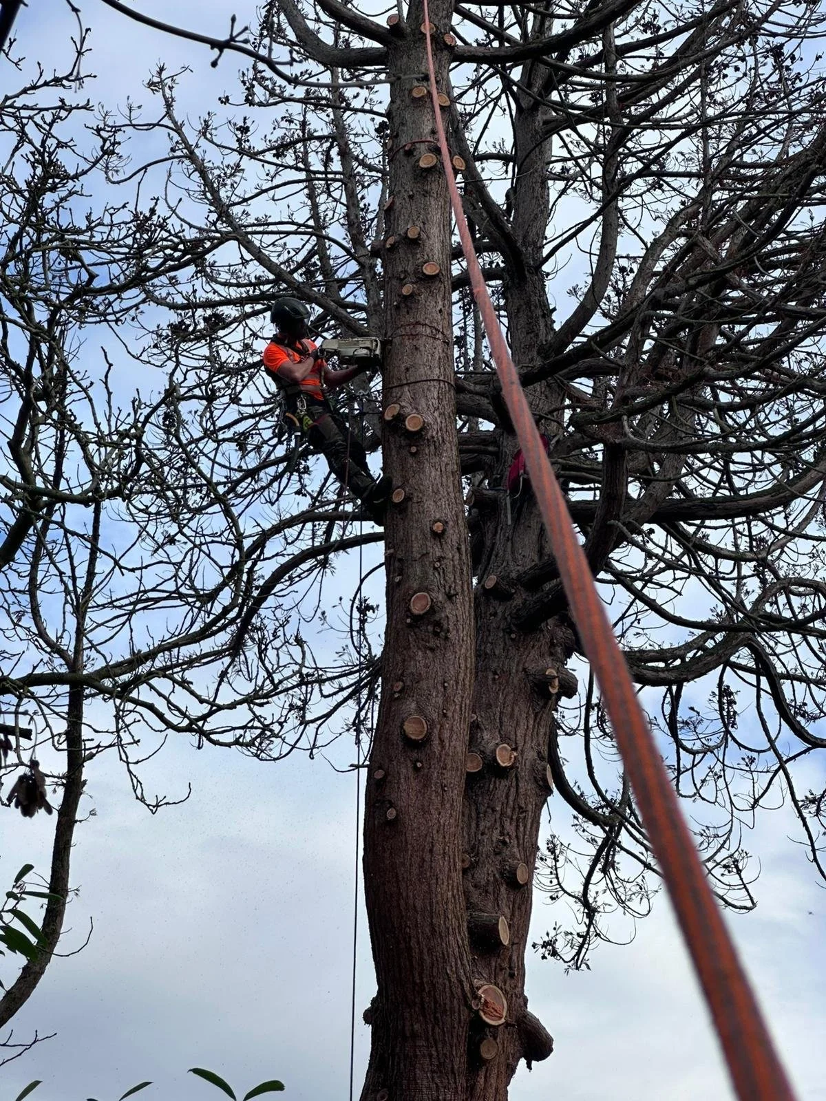 A person wearing a helmet and harness is climbing a tall, leafless tree while attached to a safety rope.