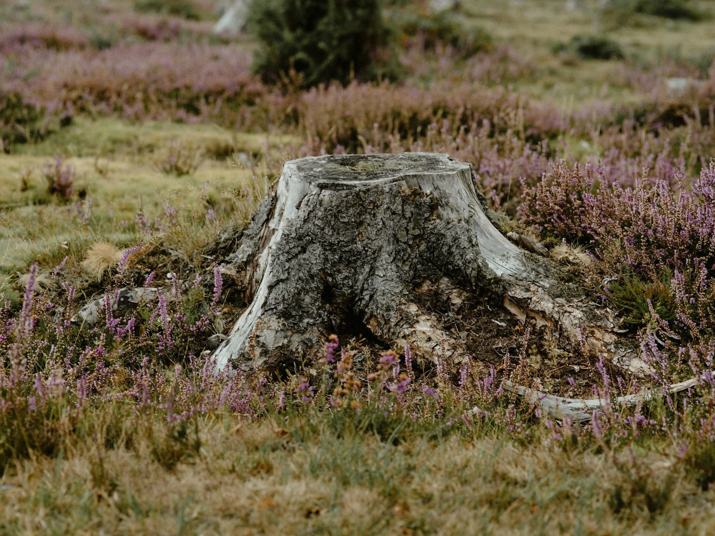 A tree stump surrounded by purple heather flowers in a grassy field.