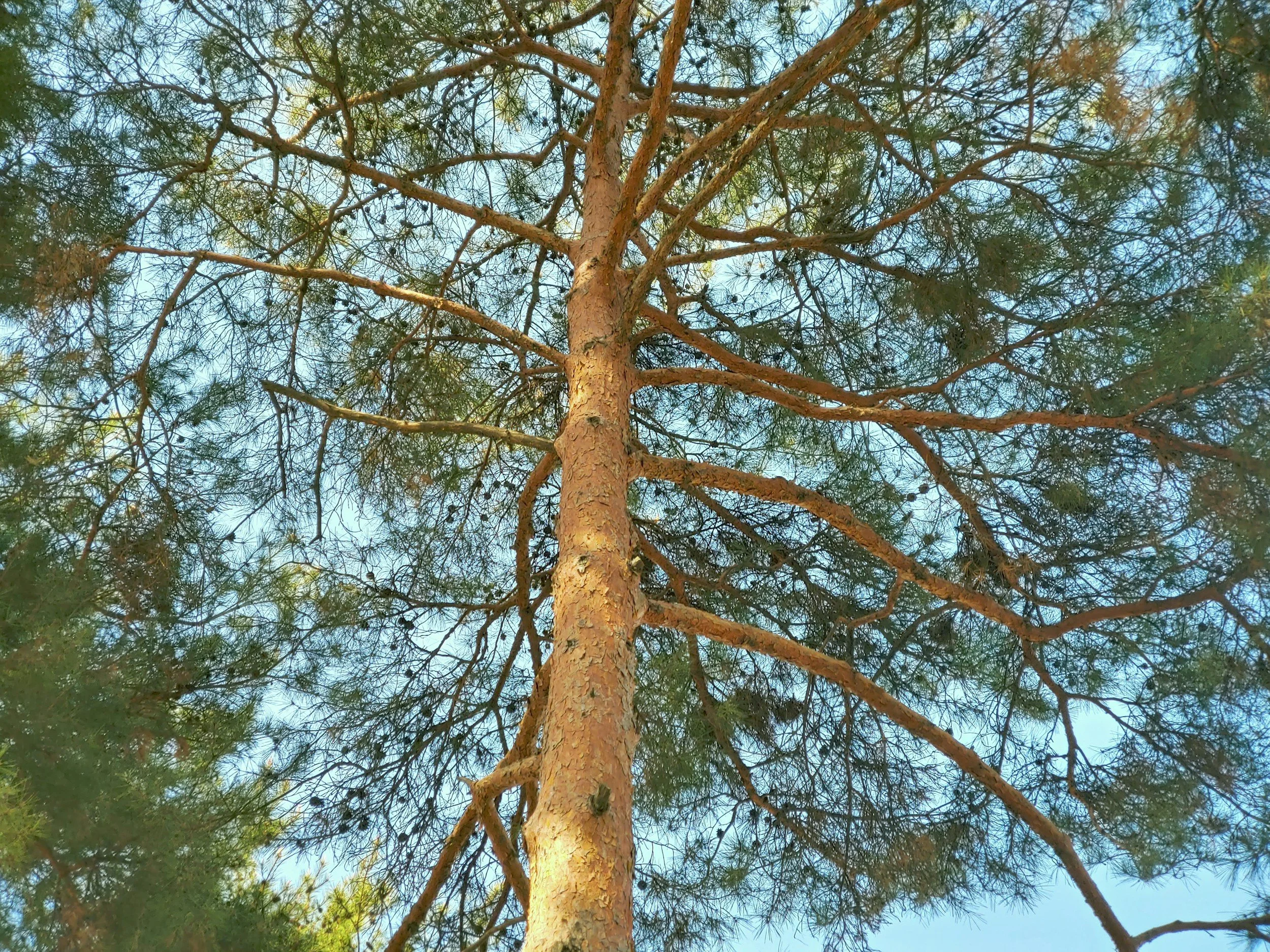 Looking up at a tall pine tree with branches and green needles against a blue sky.