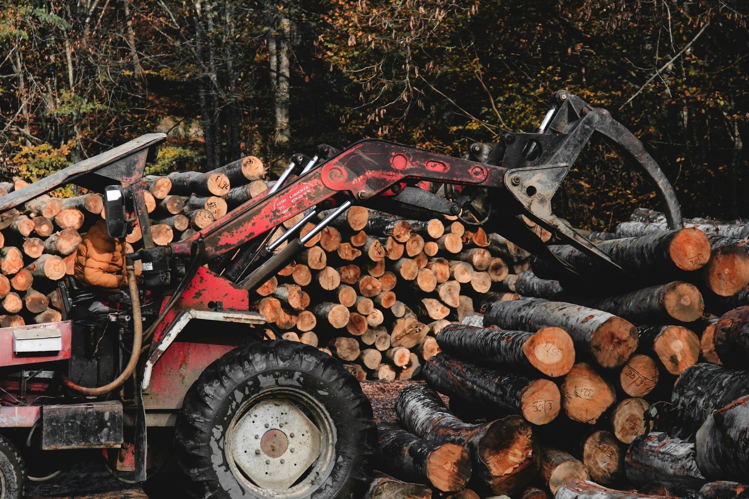 A red and black logging machine with a claw is lifting logs in a forested area during daylight.