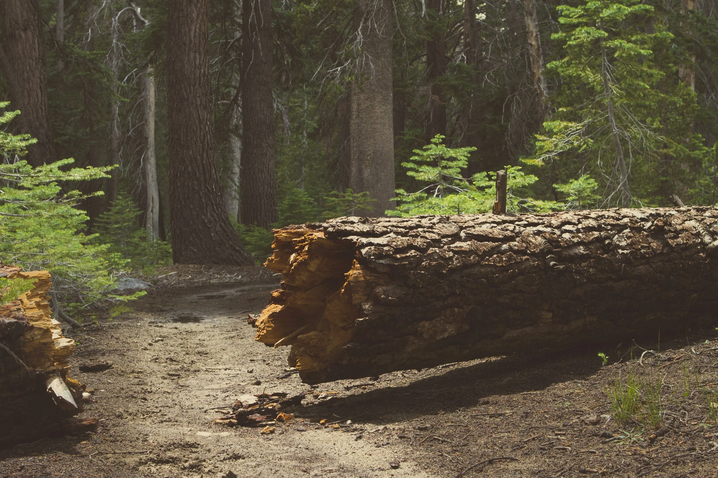 Fallen tree blocking a dirt trail in a dense forest of tall green trees.