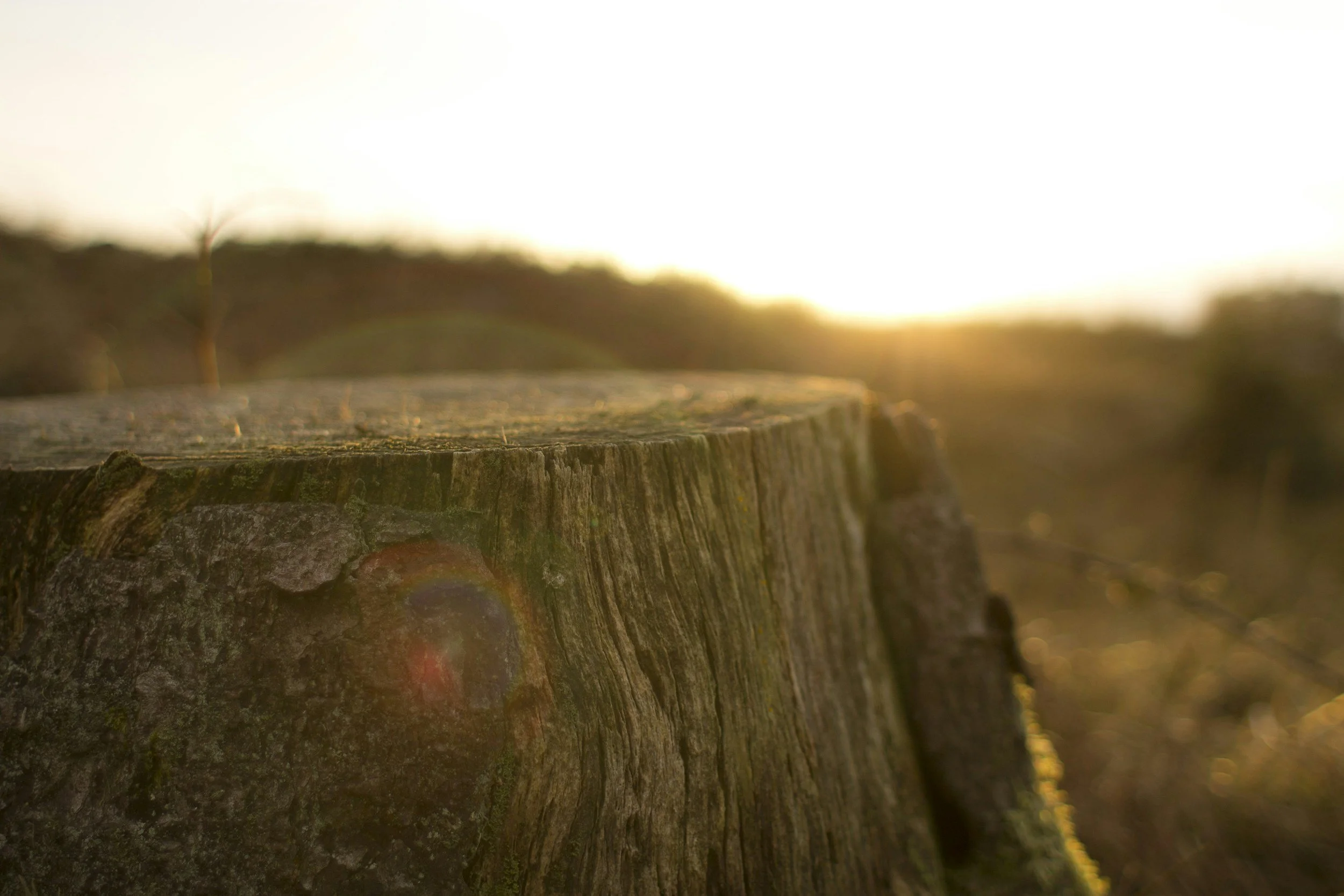 Close-up of a tree stump in sunlight during sunset, with the background blurred.