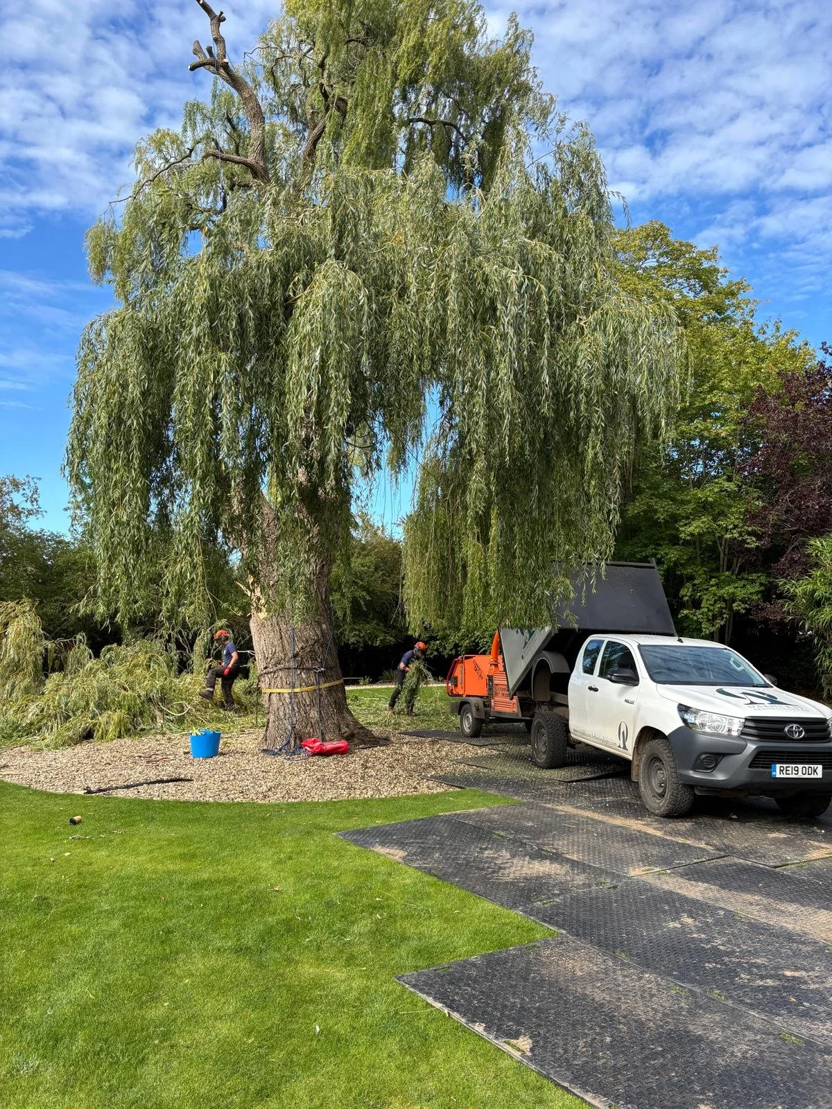 Tree surgeons cutting large tree branches with machinery in a park-like setting with a large tree, green grass, and a blue sky. with white truck and chipper below the tree