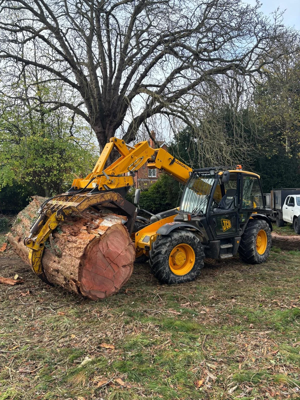 A yellow and black JCB front loader with a large tree trunk in its bucket, surrounded by trimmed tree branches and a large, leafless tree in the background.