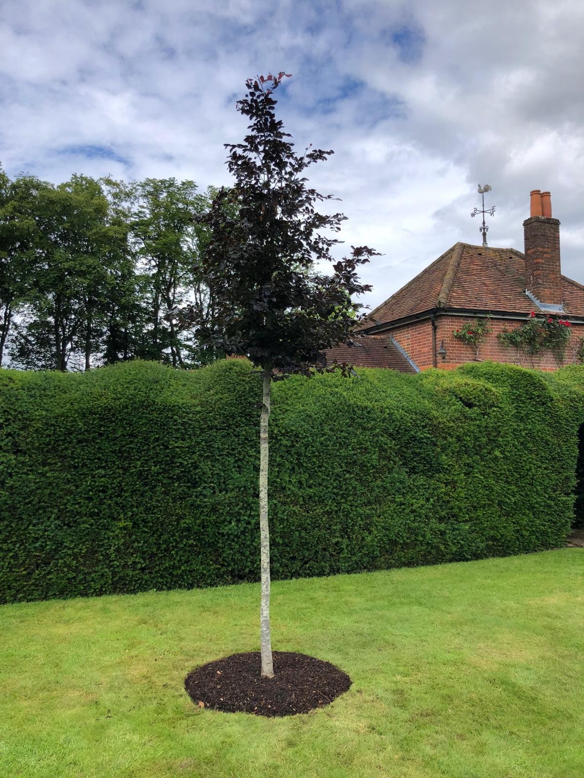 Young tree with dark purple leaves planted in a circular mulch bed on a well-maintained lawn, with a large green hedge, a brick house with a chimney, and a cloudy sky in the background.