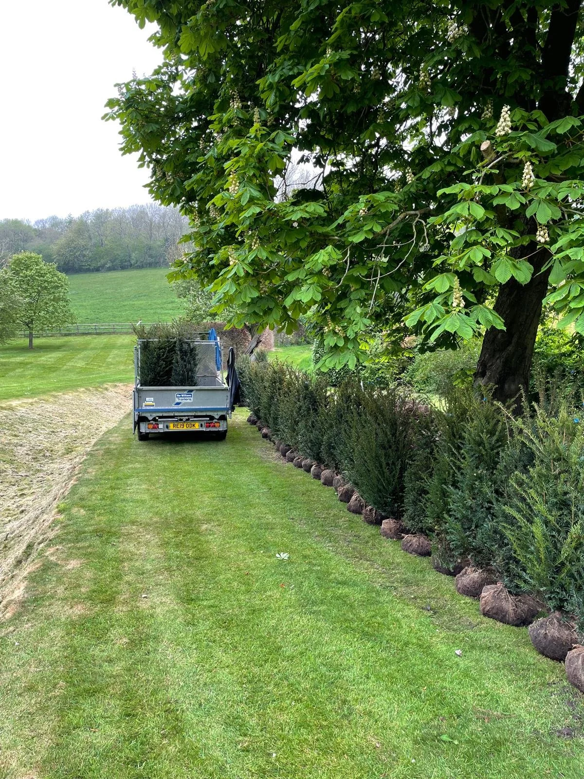 A green lawn with a row of potted plants along a hedge, a large leafy tree, and a trailer filled with bushes and gardening supplies parked on the grass.