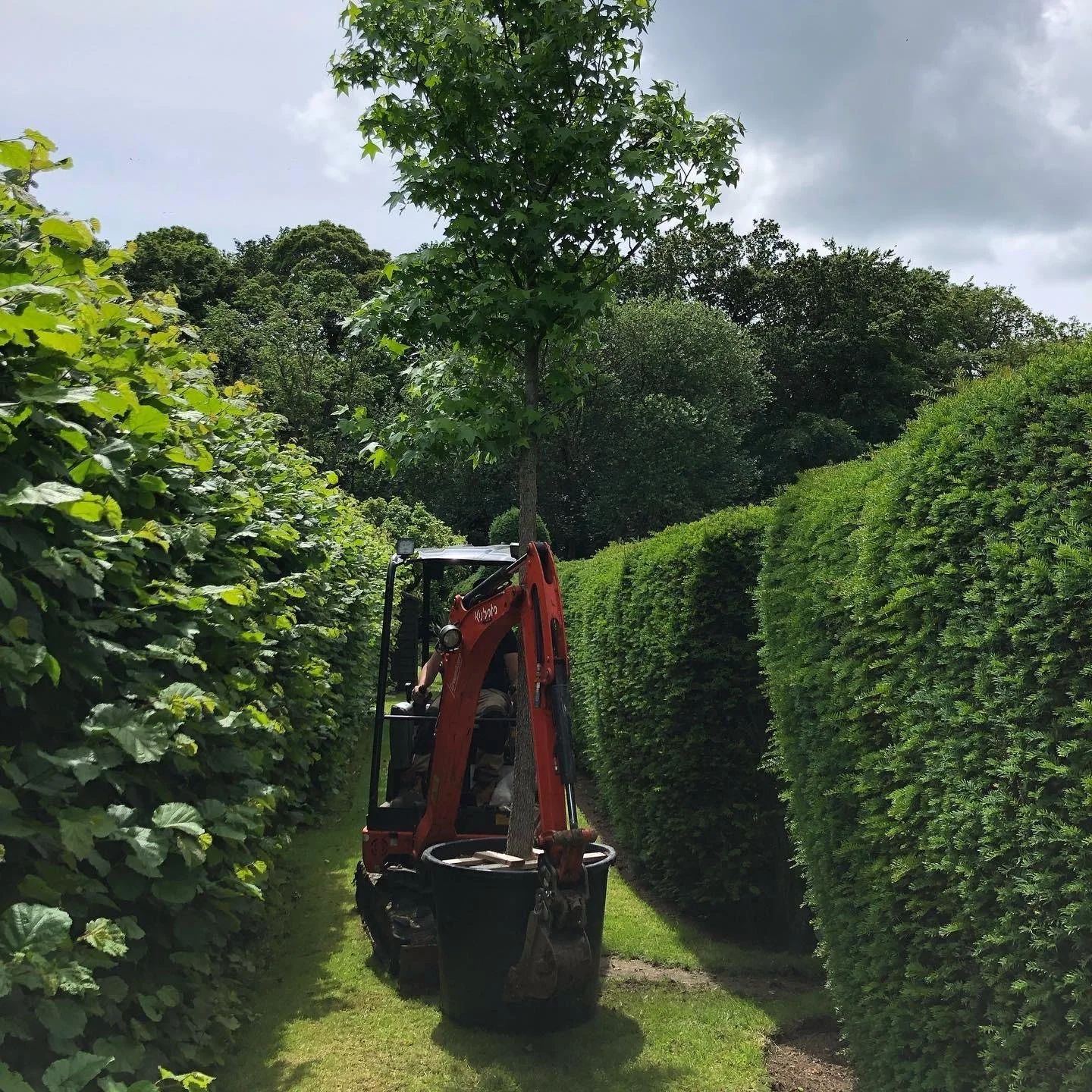 A person operating a small red digger planting a young tree among tall green hedges on a narrow pathway in a garden on a cloudy day.