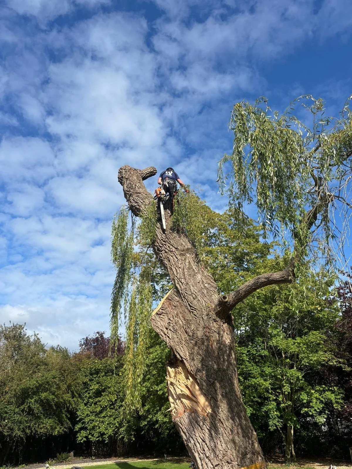 A person riding a mountain bike on top of a large, cut tree trunk that extends into the sky, with a background of a partly cloudy blue sky and surrounding green trees.