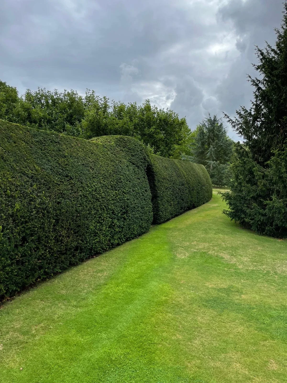 A neatly trimmed green hedge on the left side of a grassy lawn with a cloudy sky above.