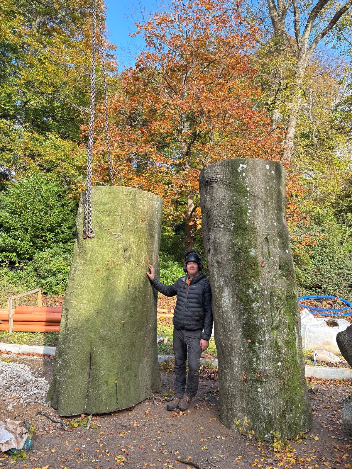 A man wearing safety gear, including a helmet and ear protection, standing between two large tree stumps outdoors on a fall day with colorful autumn leaves and trees in the background.