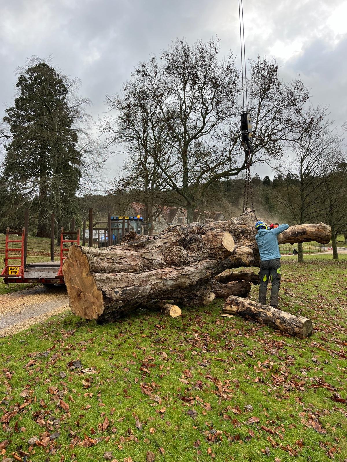 Tree removal worker cutting a fallen large tree in a park with a chainsaw, a tractor in the background, and leaves on the ground.