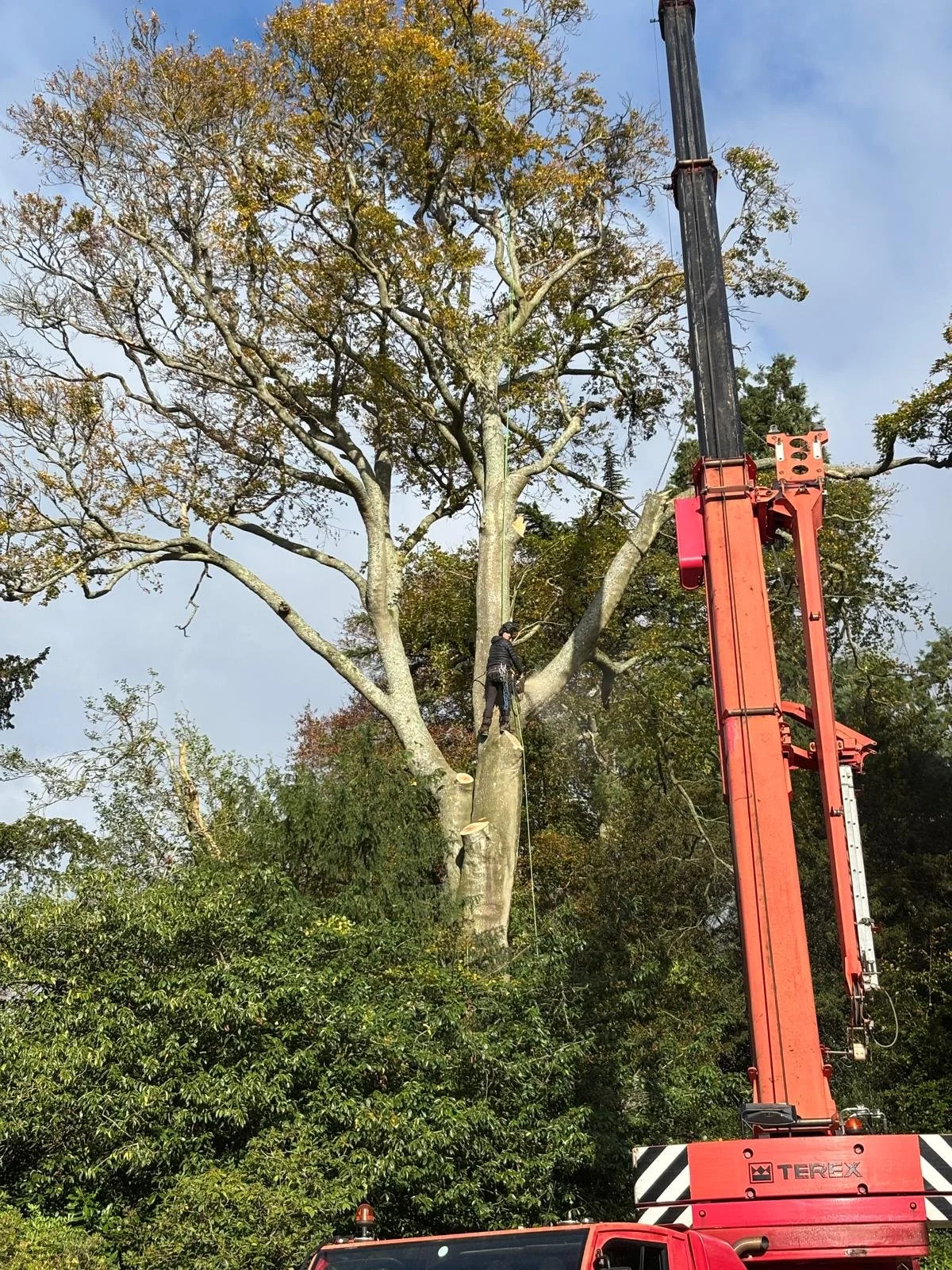 Nettlebed, Henley on Thames, Crane Removal.jpg