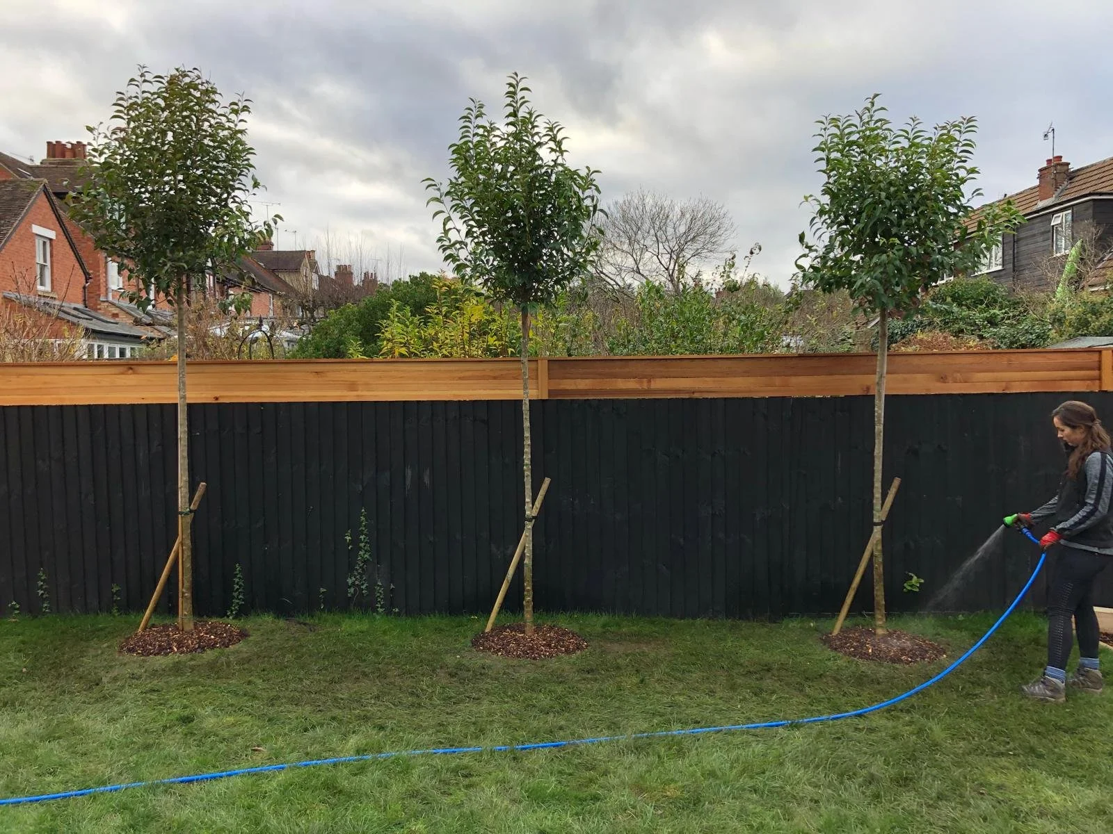 A woman watering newly planted trees in a backyard with a dark fence and neighboring houses in the background.