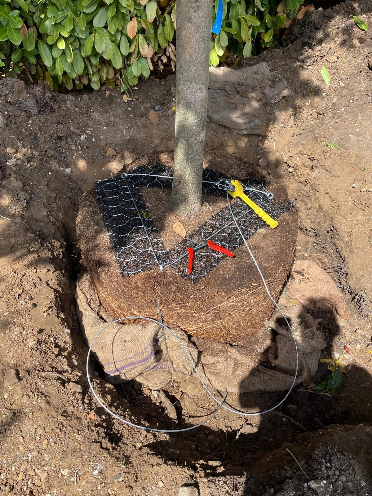 A tree is being planted in a hole in the ground. The base of the tree is surrounded by a wire mesh, and a yellow shovel is placed next to it. The area is disturbed soil with some gardening tools and a burlap sack nearby.