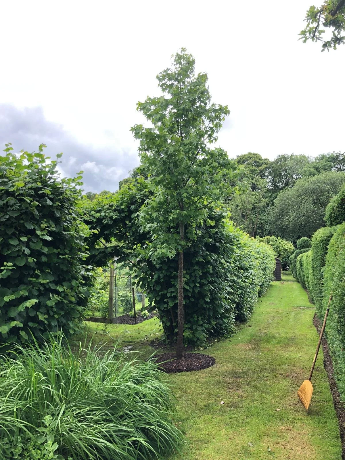 A well-maintained garden with a grassy path, surrounded by tall trimmed hedges, a young tree, and green foliage, with a rake lying on the ground.