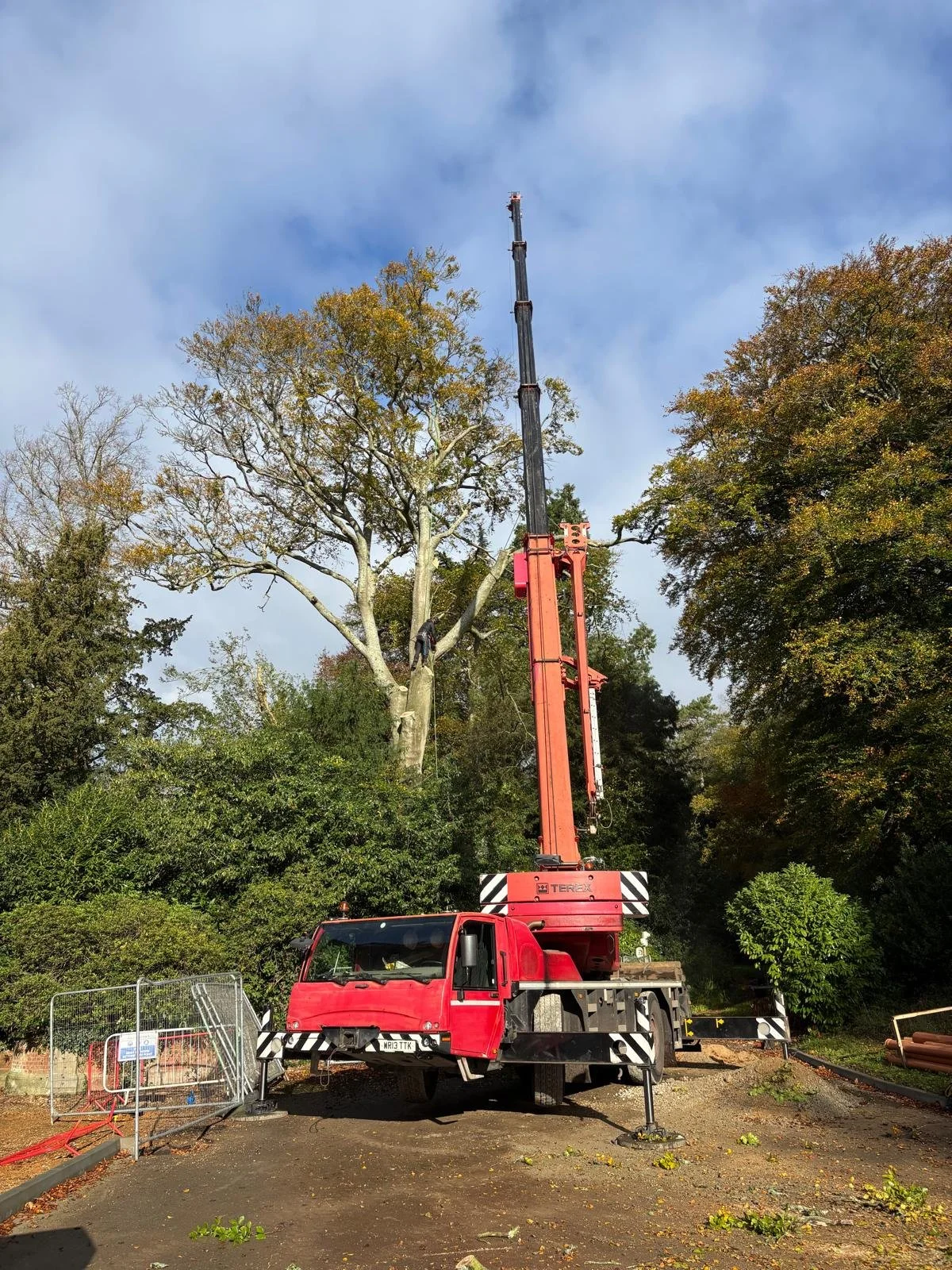 red crane assisting in tree reduction in nettlebed
