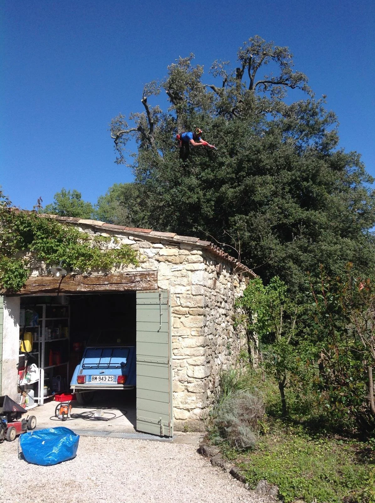 tree-pruning-crown-reduction.webp