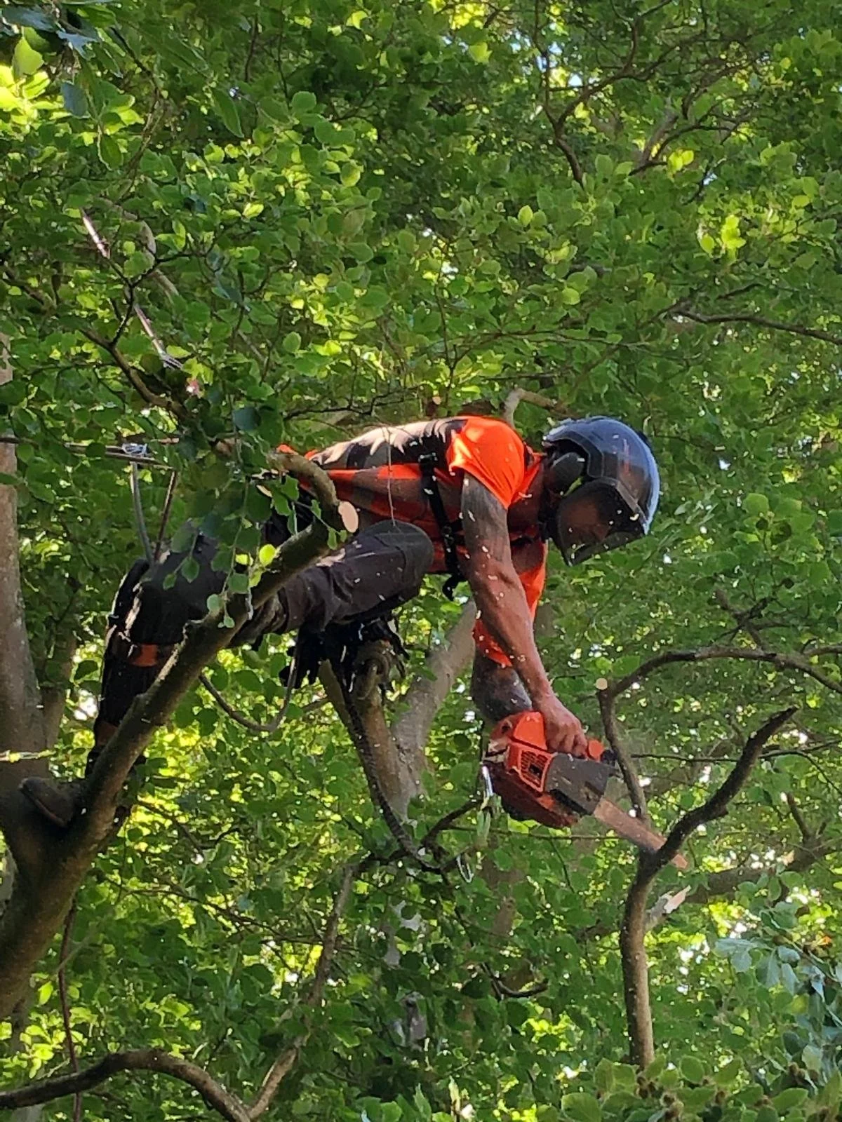 Tree climber wearing a helmet, orange shirt, and harness using a chainsaw to cut a branch in the tree canopy.