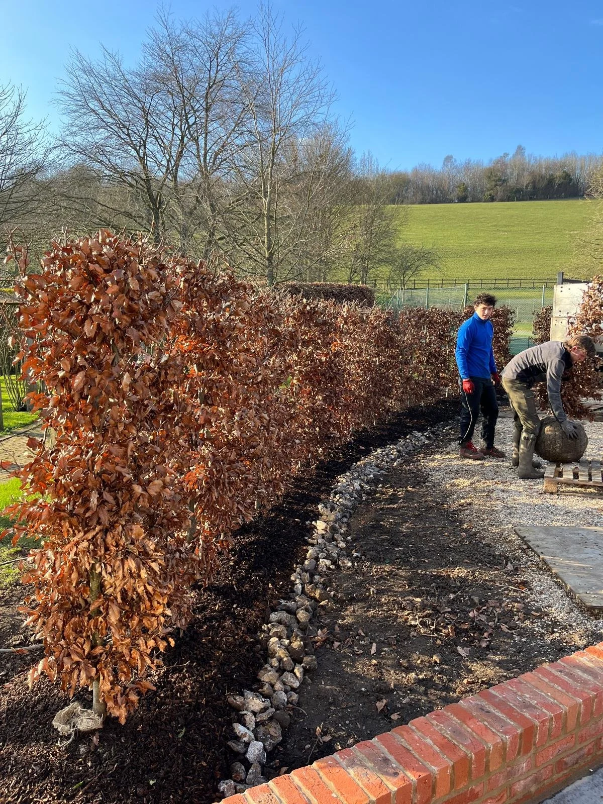 Two people planting and maintaining a row of brown-leaved shrubs in a garden, with a grassy hill and trees in the background on a sunny day.