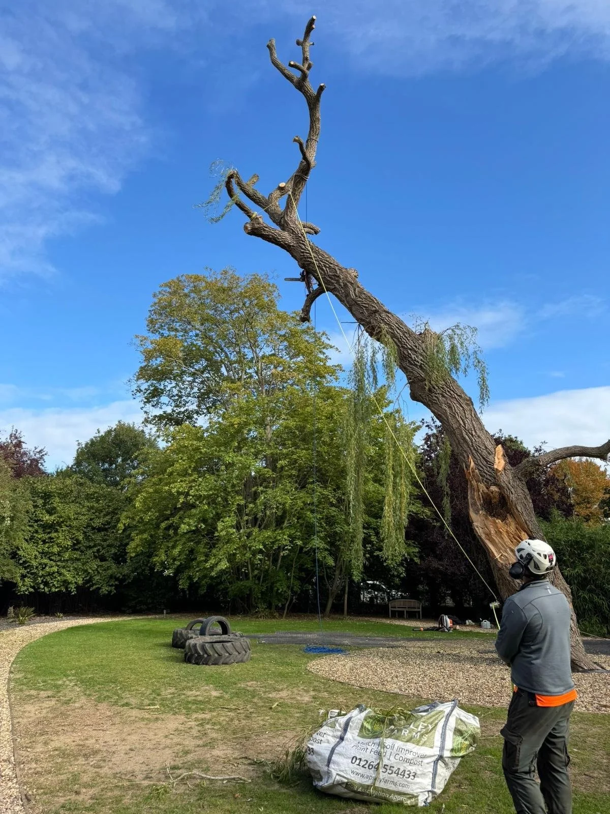 Man wearing a helmet and gray jacket standing next to a fallen, leaning tree in a park, holding onto a rope attached to the tree.