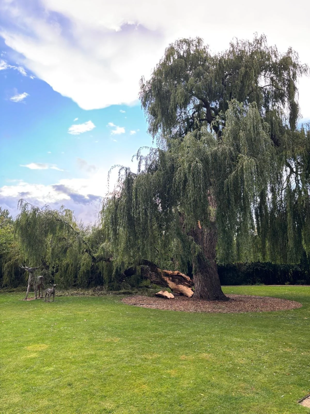 large failed tree branch, lying on the grass