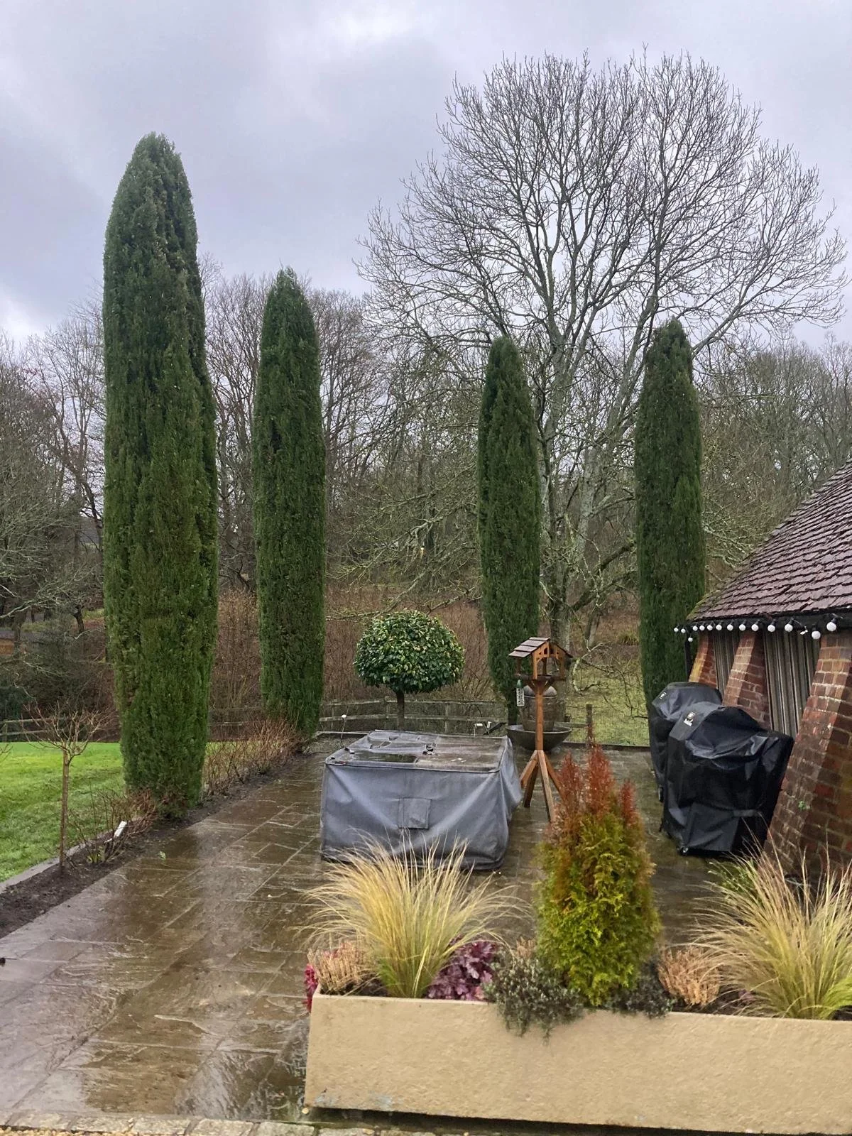 A backyard garden scene with a wet stone patio, tall cypress trees, leafless deciduous trees, a small trimmed bush, ornamental grasses, and a brick building with string lights on the roof. There is also a covered outdoor furniture and a birdhouse on a pole.
