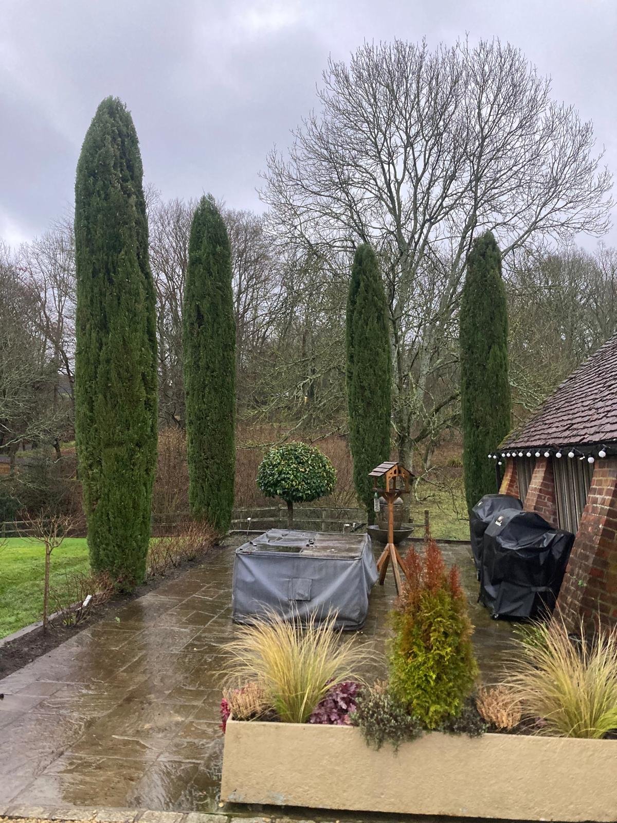 Cupressus hedge following professional re-templating in Marlow