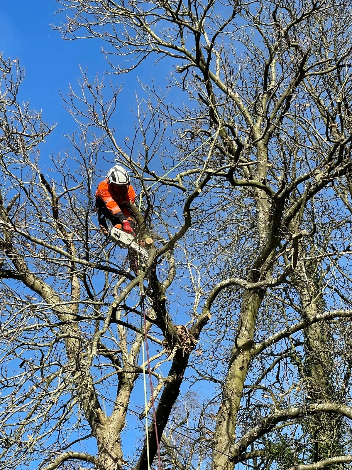 A person wearing safety gear and orange jacket climbing a leafless tree with a chainsaw in hand during the daytime.