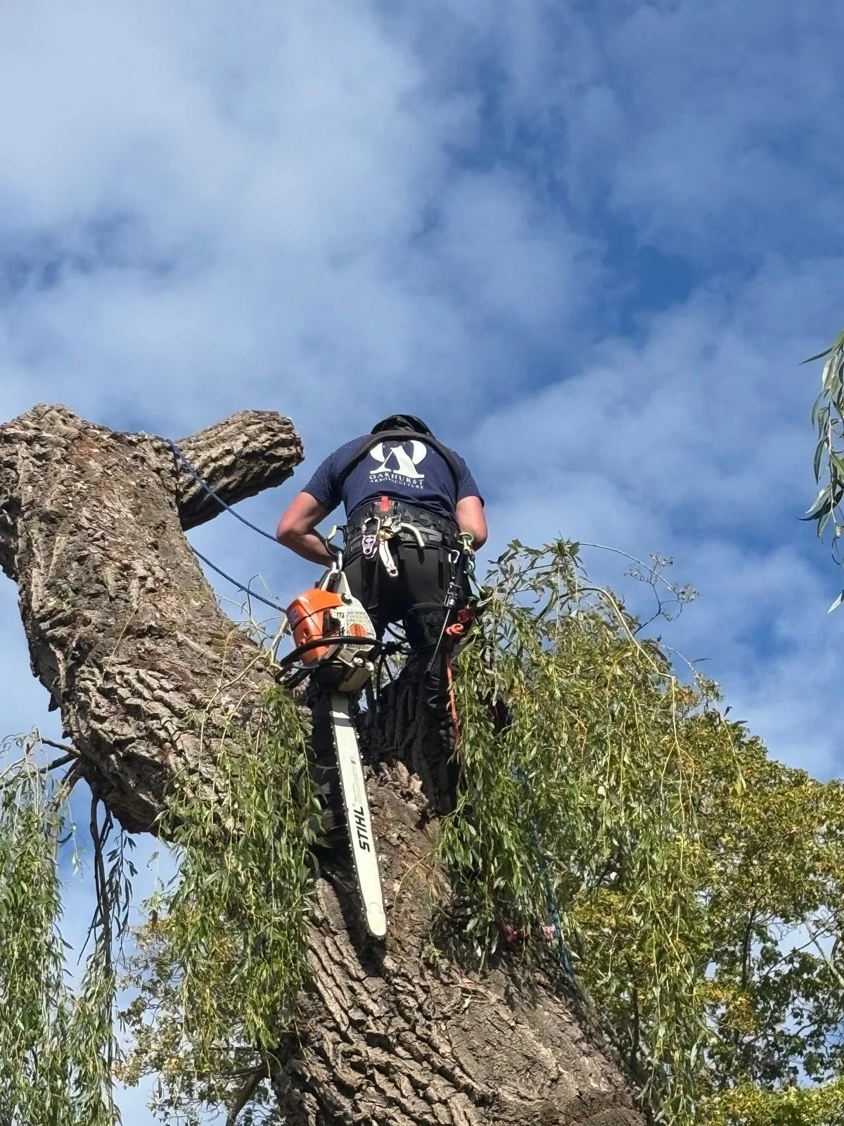 A person wearing safety gear climbing a large tree with a chainsaw attached to their belt, using ropes for support.