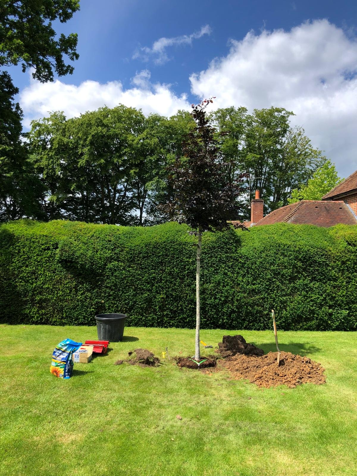 A young tree planted in a grassy yard, with gardening tools and supplies nearby, under a partly cloudy sky.