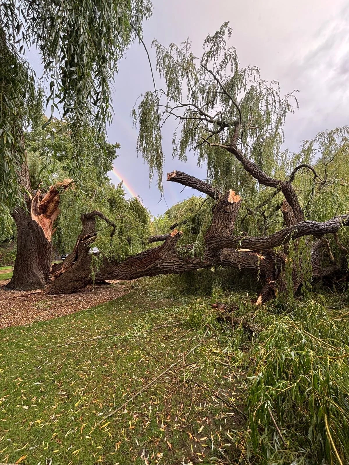fallen tree lying on the ground